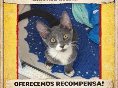 Gato raça SRD-ViraLata idade 2 a 6 meses nome Dominic