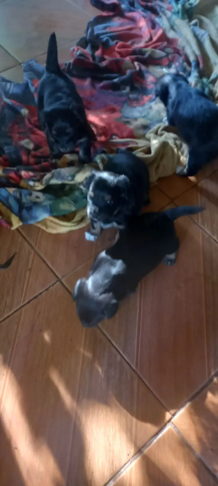 Cachorro raça SRD-ViraLata idade Abaixo de 2 meses nome Piti