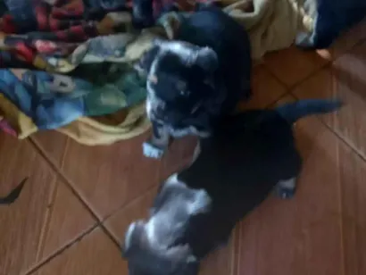 Cachorro raça SRD-ViraLata idade Abaixo de 2 meses nome Piti