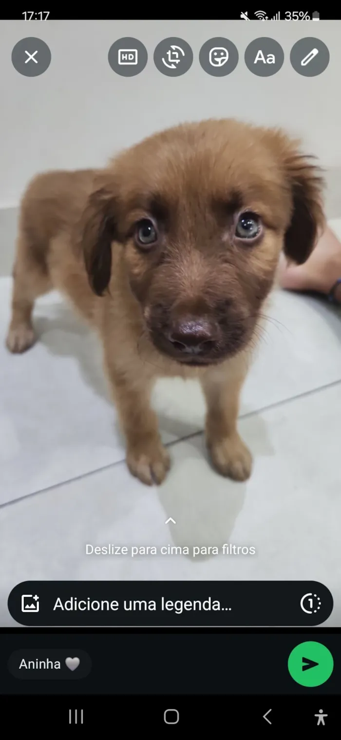 Cachorro raça SRD-ViraLata idade Abaixo de 2 meses nome Luky