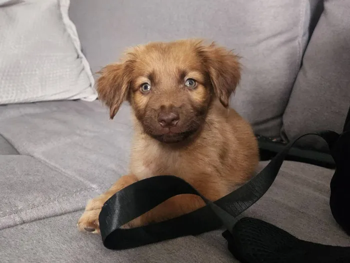 Cachorro raça SRD-ViraLata idade Abaixo de 2 meses nome Luky