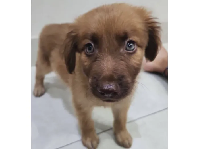 Cachorro raça SRD-ViraLata idade Abaixo de 2 meses nome Luky