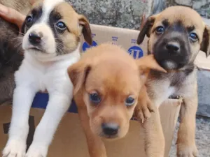 Cachorro raça SRD-ViraLata idade 2 a 6 meses nome Sem nome