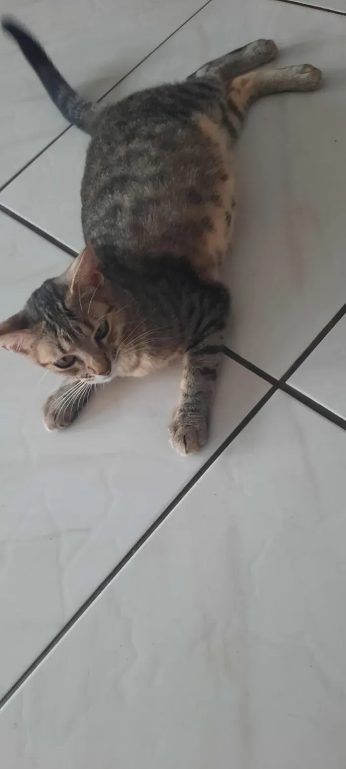 Gato raça SRD-ViraLata idade 7 a 11 meses nome Tininha