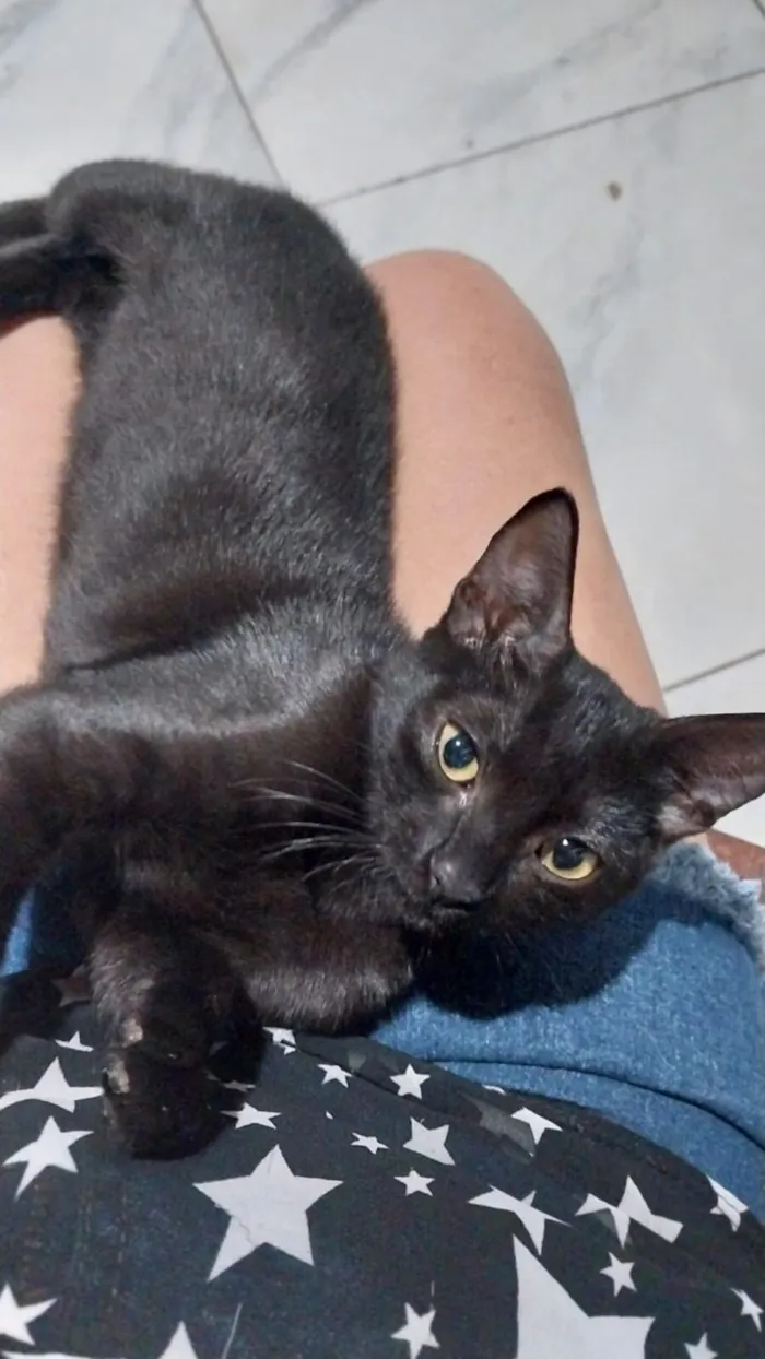 Gato raça SRD-ViraLata idade 2 a 6 meses nome Panterinha