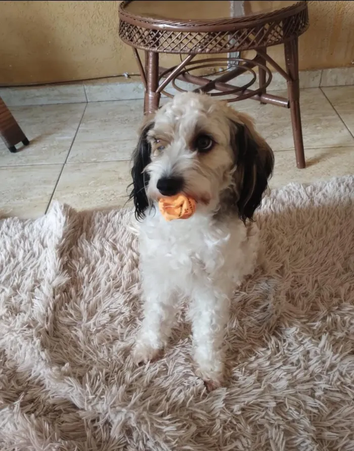 Cachorro raça Poodle idade 4 anos nome Pingo