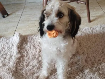 Cachorro raça Poodle idade 4 anos nome Pingo