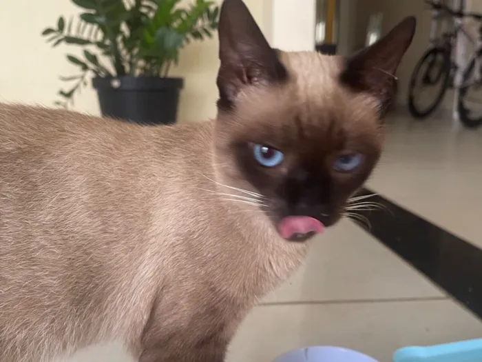 Gato raça Siamês idade 7 a 11 meses nome Gatinha perdida 