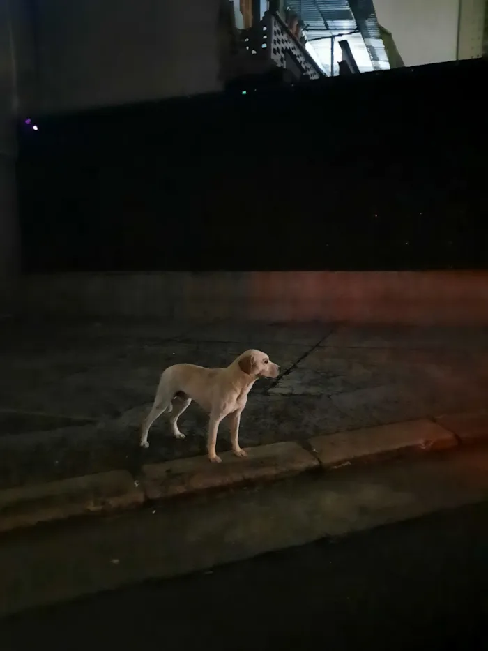 Cachorro raça SRD-ViraLata idade 3 anos nome Perdido