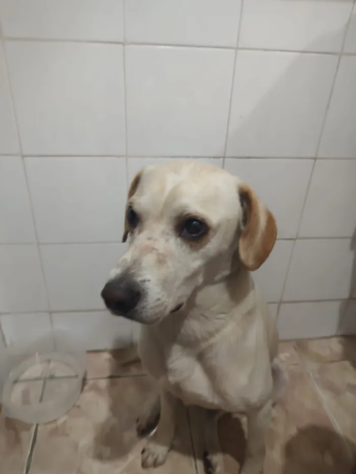 Cachorro raça SRD-ViraLata idade 3 anos nome Perdido