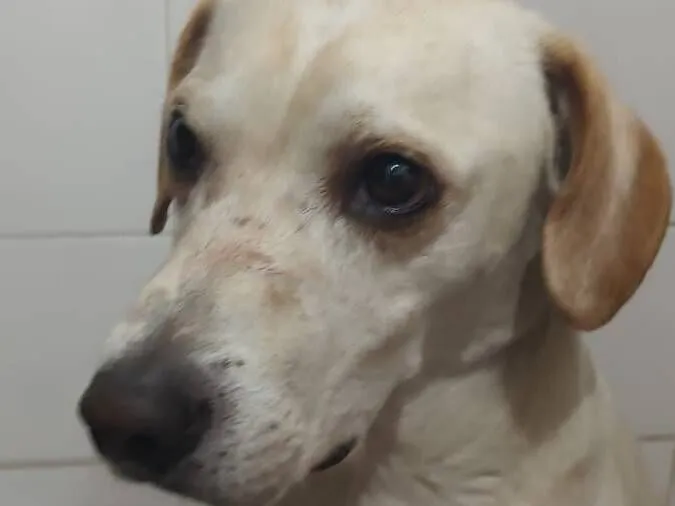 Cachorro raça SRD-ViraLata idade 3 anos nome Perdido
