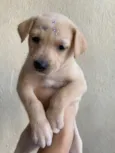 Cachorro raça SRD-ViraLata idade Abaixo de 2 meses nome Filhote 