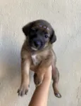 Cachorro raça SRD-ViraLata idade Abaixo de 2 meses nome Filhote 