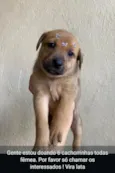 Cachorro raça SRD-ViraLata idade Abaixo de 2 meses nome Filhote 