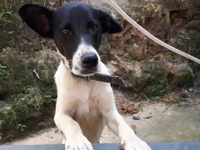 Cachorro raça SRD-ViraLata idade 5 anos nome Pepe