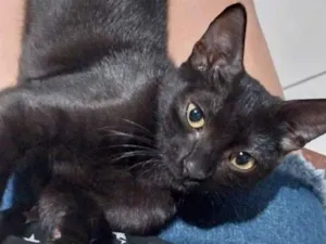 Gato raça SRD-ViraLata idade 2 a 6 meses nome Panterinha