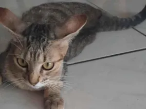 Gato raça SRD-ViraLata idade 7 a 11 meses nome Tininha