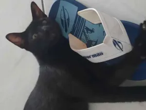 Gato raça SRD-ViraLata idade 7 a 11 meses nome Pretinho