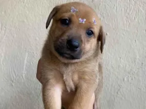 Cachorro raça SRD-ViraLata idade Abaixo de 2 meses nome Filhote 