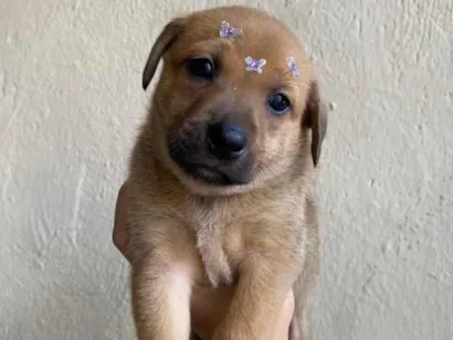 Cachorro raça SRD-ViraLata idade Abaixo de 2 meses nome Filhote 