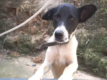 Cachorro raça SRD-ViraLata idade 5 anos nome Pepe