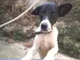 Cachorro raça SRD-ViraLata idade 5 anos nome Pepe