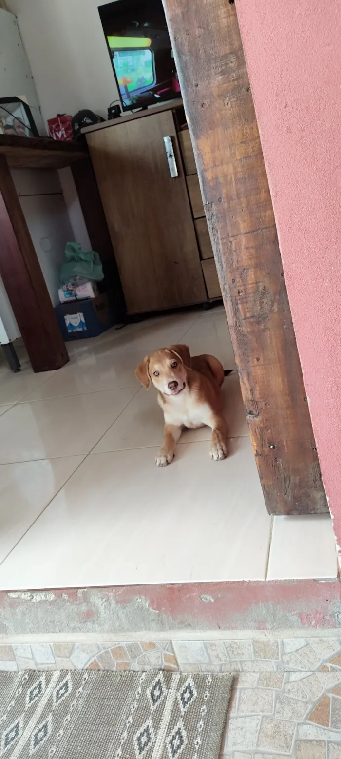 Cachorro raça SRD-ViraLata idade 2 a 6 meses nome JONAS DE SOUZA MOREIRA