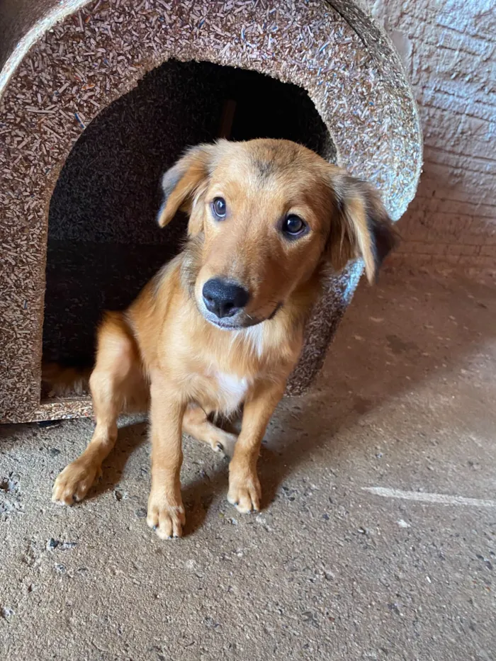 Cachorro raça SRD-ViraLata idade 2 a 6 meses nome Simba 