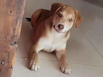 Cachorro raça SRD-ViraLata idade 2 a 6 meses nome JONAS DE SOUZA MOREIRA