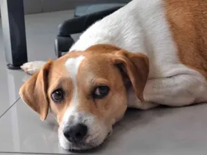 Cachorro raça SRD-ViraLata idade 1 ano nome Roberto Augusto