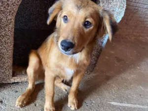 Cachorro raça SRD-ViraLata idade 2 a 6 meses nome Simba 