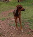 Cachorro raça SRD-ViraLata idade 1 ano nome Chamamos de Luna 