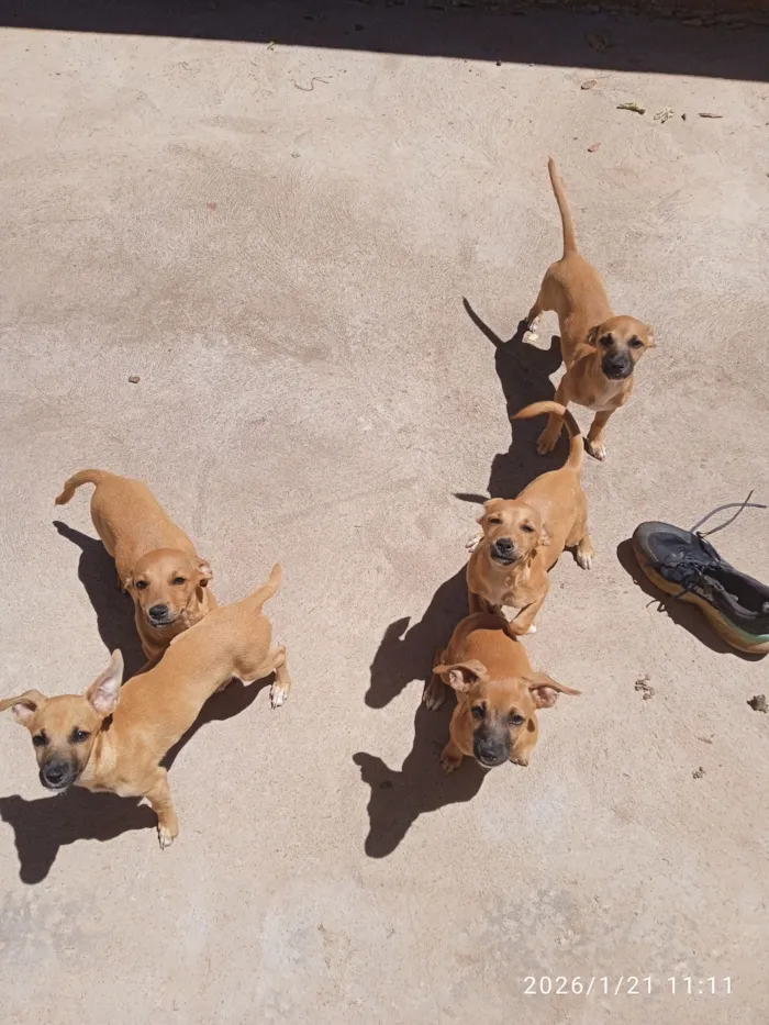 Cachorro raça SRD-ViraLata idade 2 a 6 meses nome Sem nome