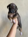 Cachorro raça SRD-ViraLata idade Abaixo de 2 meses nome Filhotes sem nome 