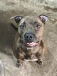 Cachorro raça Pit-Bull idade 3 anos nome Kira
