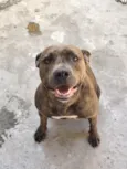 Cachorro raça Pit-Bull idade 3 anos nome Kira