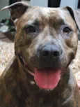 Cachorro raça Pit-Bull idade 3 anos nome Kira