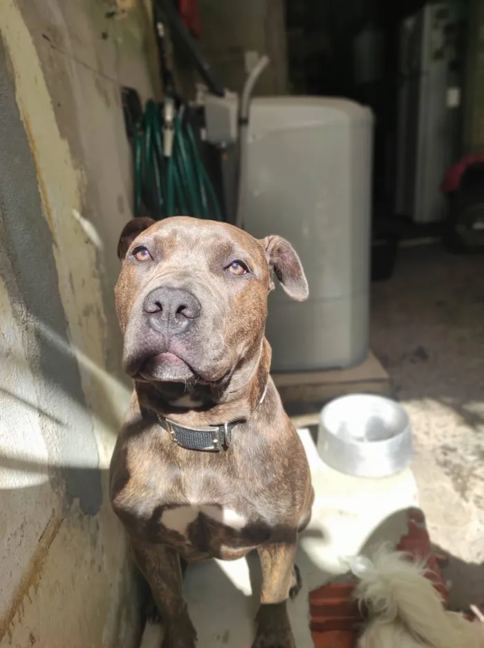 Cachorro raça Pit-Bull idade 3 anos nome Kira