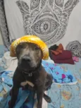 Cachorro raça Pit-Bull idade 3 anos nome Kira