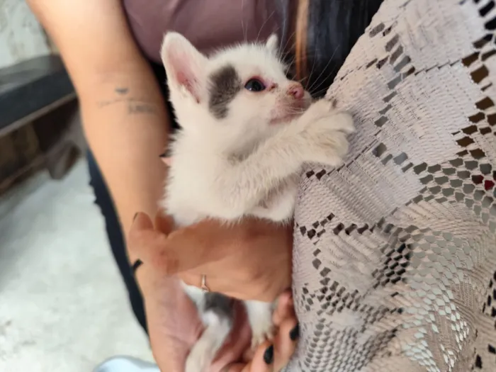 Gato raça SRD-ViraLata idade Abaixo de 2 meses nome Alvin