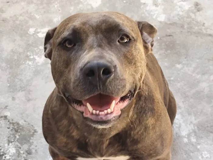 Cachorro raça Pit-Bull idade 3 anos nome Kira