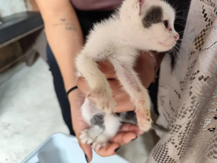 Gato raça SRD-ViraLata idade Abaixo de 2 meses nome Alvin