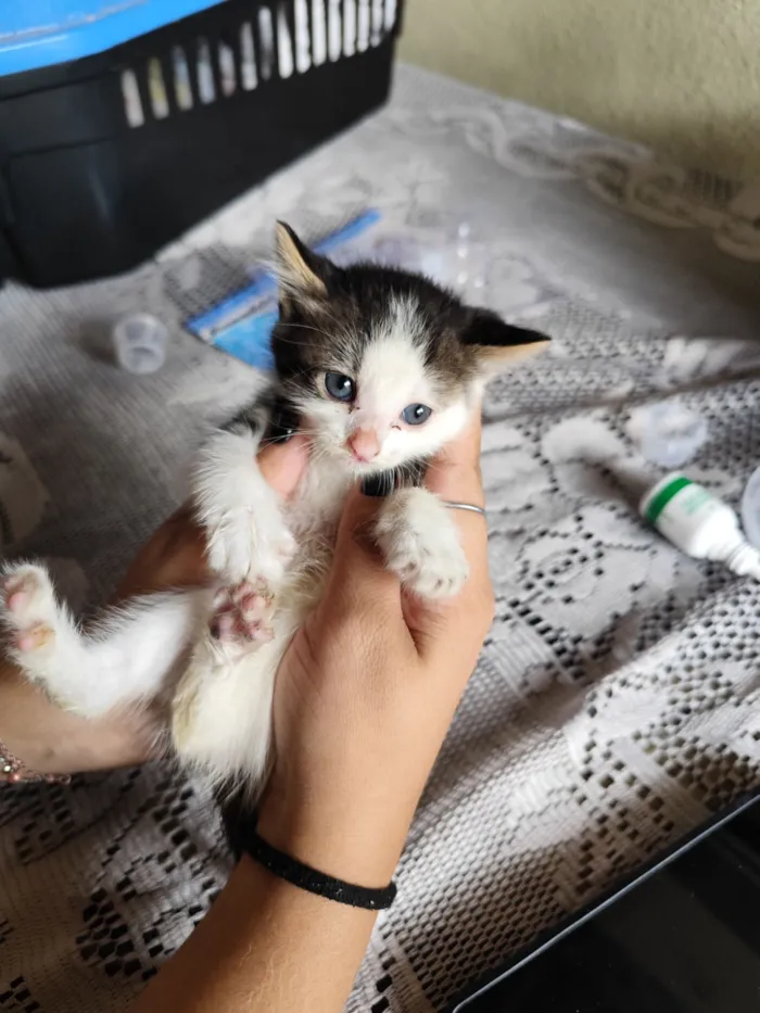 Gato raça SRD-ViraLata idade Abaixo de 2 meses nome Docinho