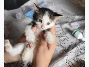 Gato raça SRD-ViraLata idade Abaixo de 2 meses nome Docinho