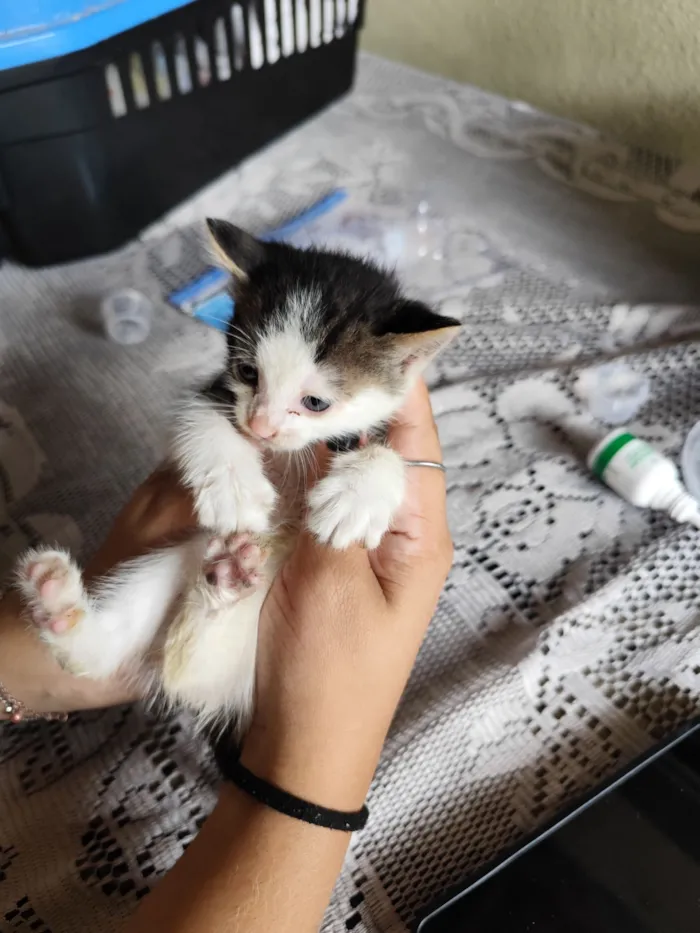 Gato raça SRD-ViraLata idade Abaixo de 2 meses nome Docinho