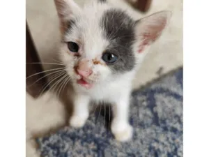 Gato raça SRD-ViraLata idade Abaixo de 2 meses nome Alvin