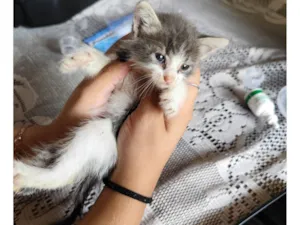 Gato raça SRD-ViraLata idade Abaixo de 2 meses nome Simon