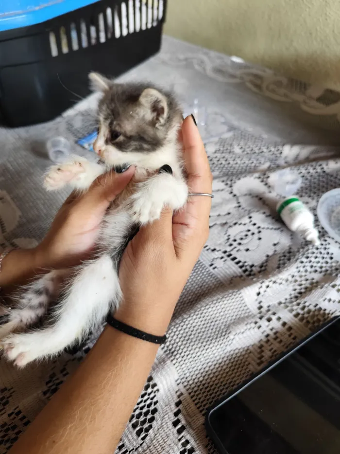 Gato raça SRD-ViraLata idade Abaixo de 2 meses nome Simon