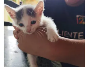 Gato raça SRD-ViraLata idade Abaixo de 2 meses nome Theodore