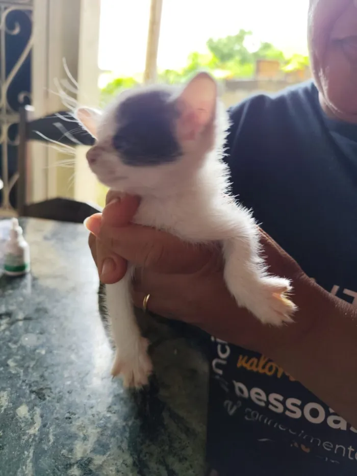 Gato raça SRD-ViraLata idade Abaixo de 2 meses nome Florzinha